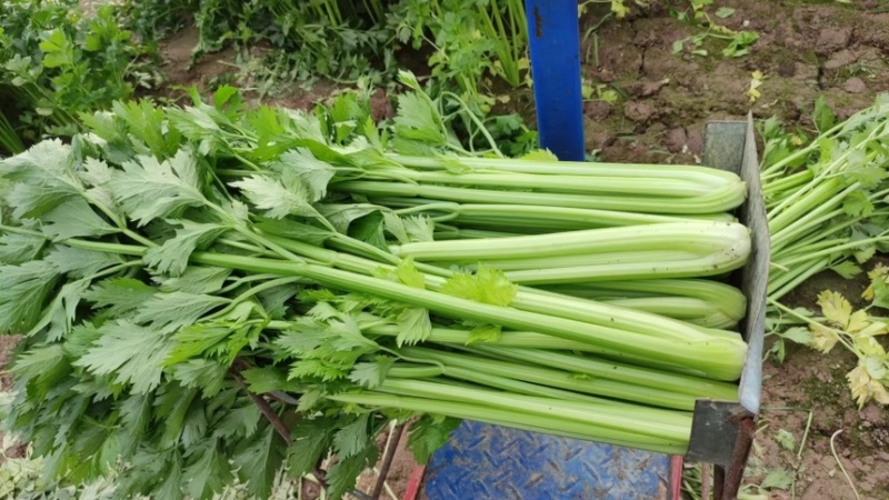 精品河南芹菜基地直发货源稳定可视频看货