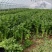 精品河南芹菜基地直发货源稳定可视频看货
