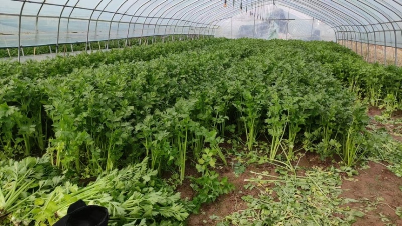 精品河南芹菜基地直发货源稳定可视频看货