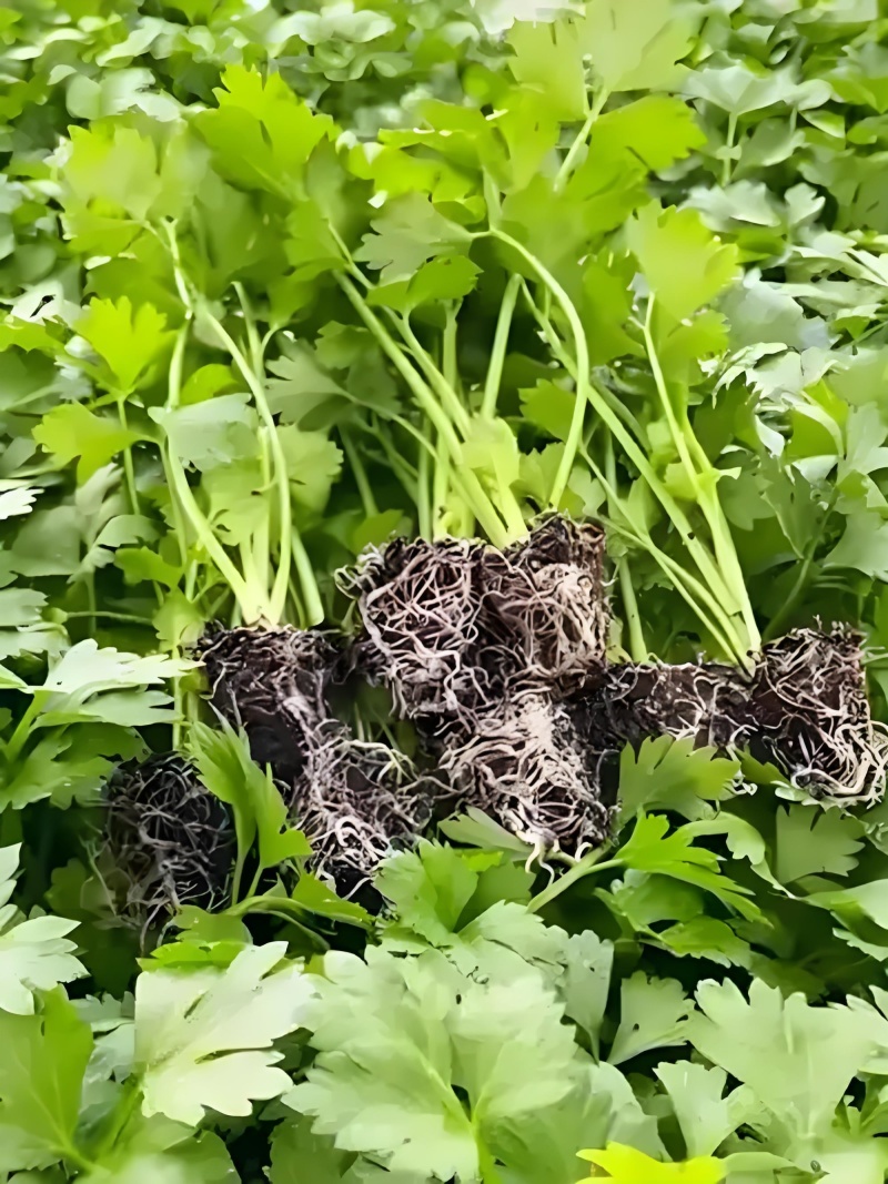精品西芹苗，皇后西芹苗，穴盘苗，带土发货，对接电商