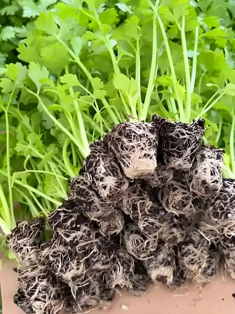 精品西芹苗，皇后西芹苗，穴盘苗，带土发货，对接电商
