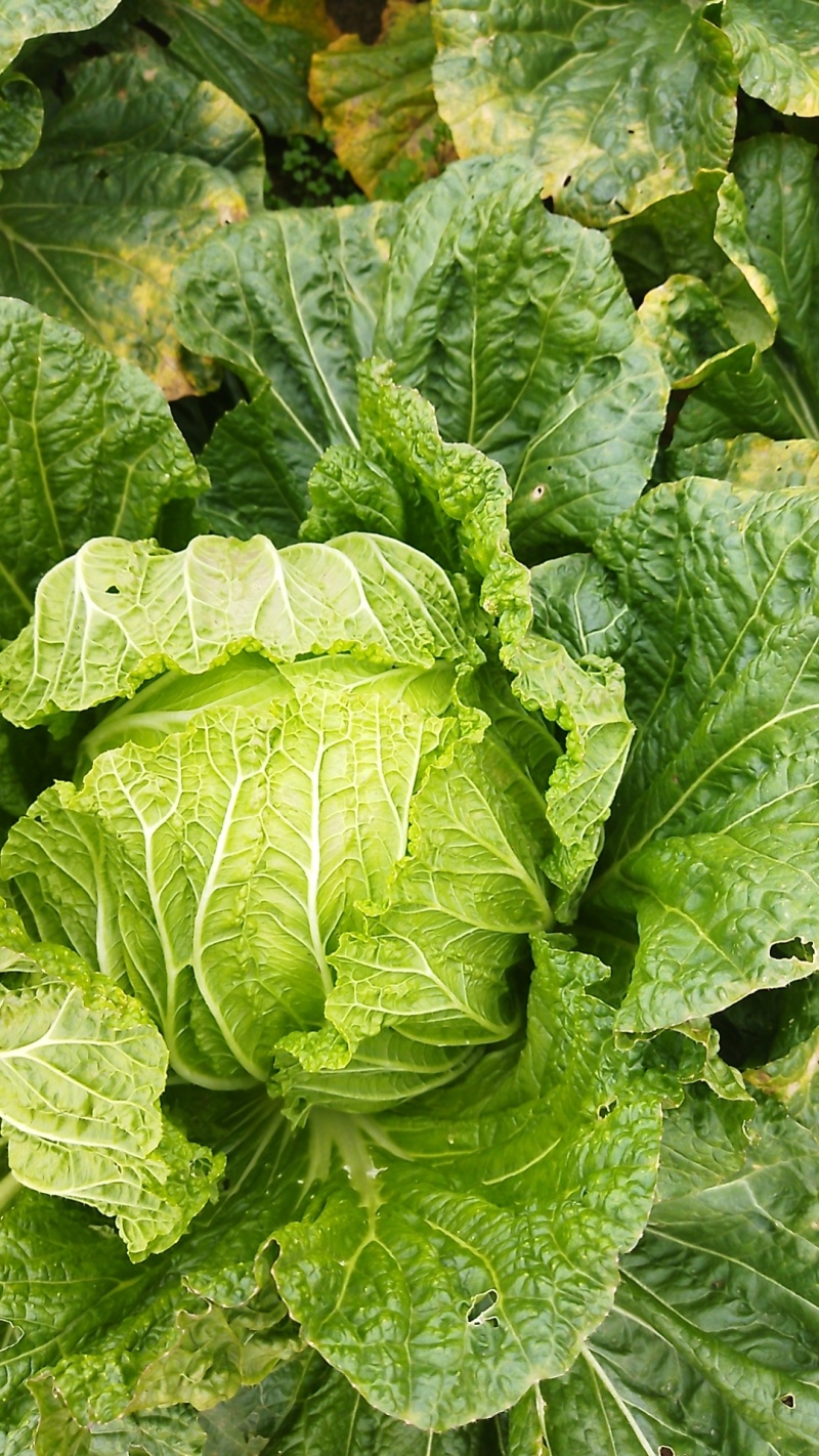 青杂三号大白菜