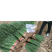本地小葱大量上市，质量保证，欢迎新老顾客选购