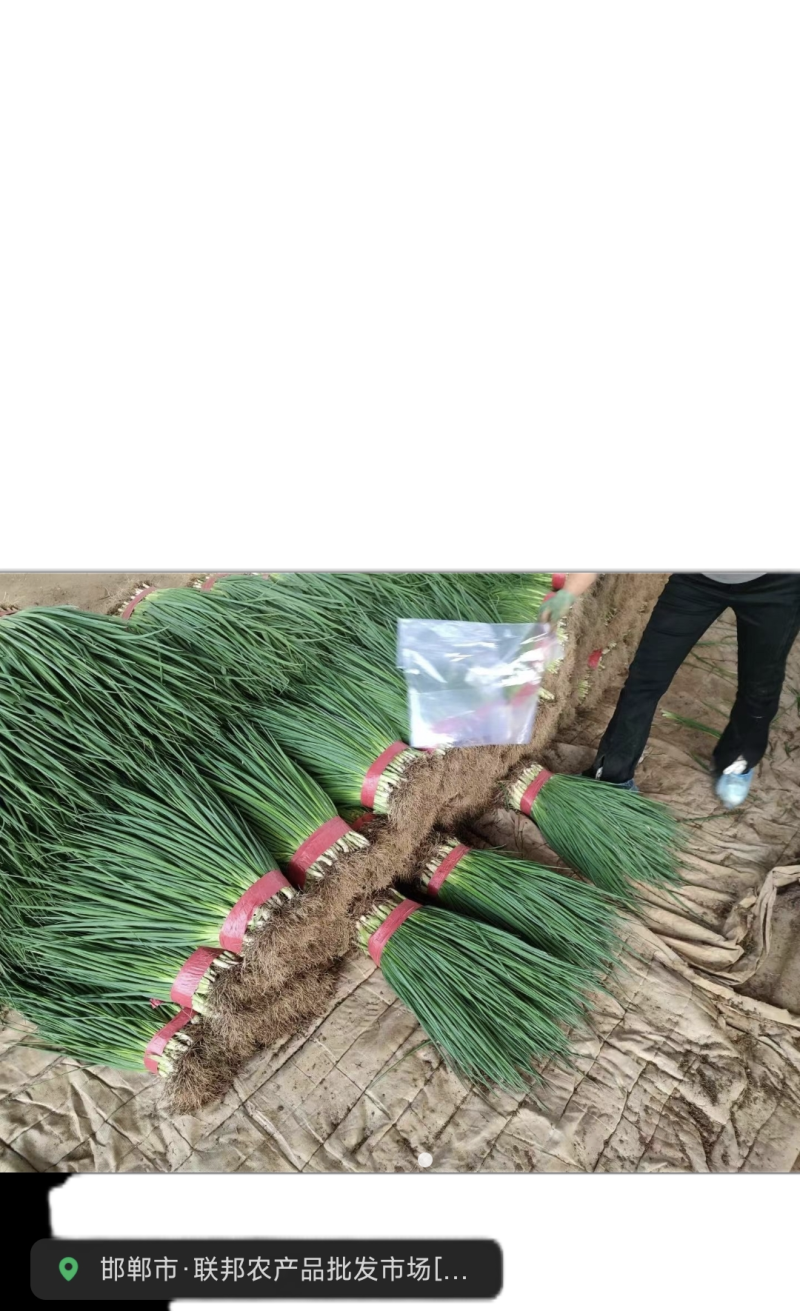 本地小葱大量上市，质量保证，欢迎新老顾客选购