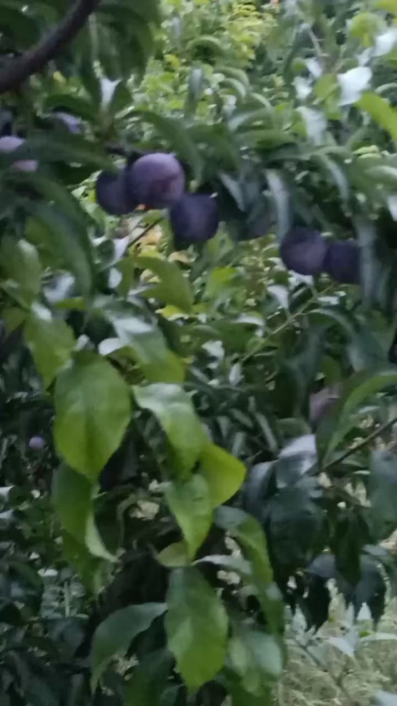 五月脆李子苗