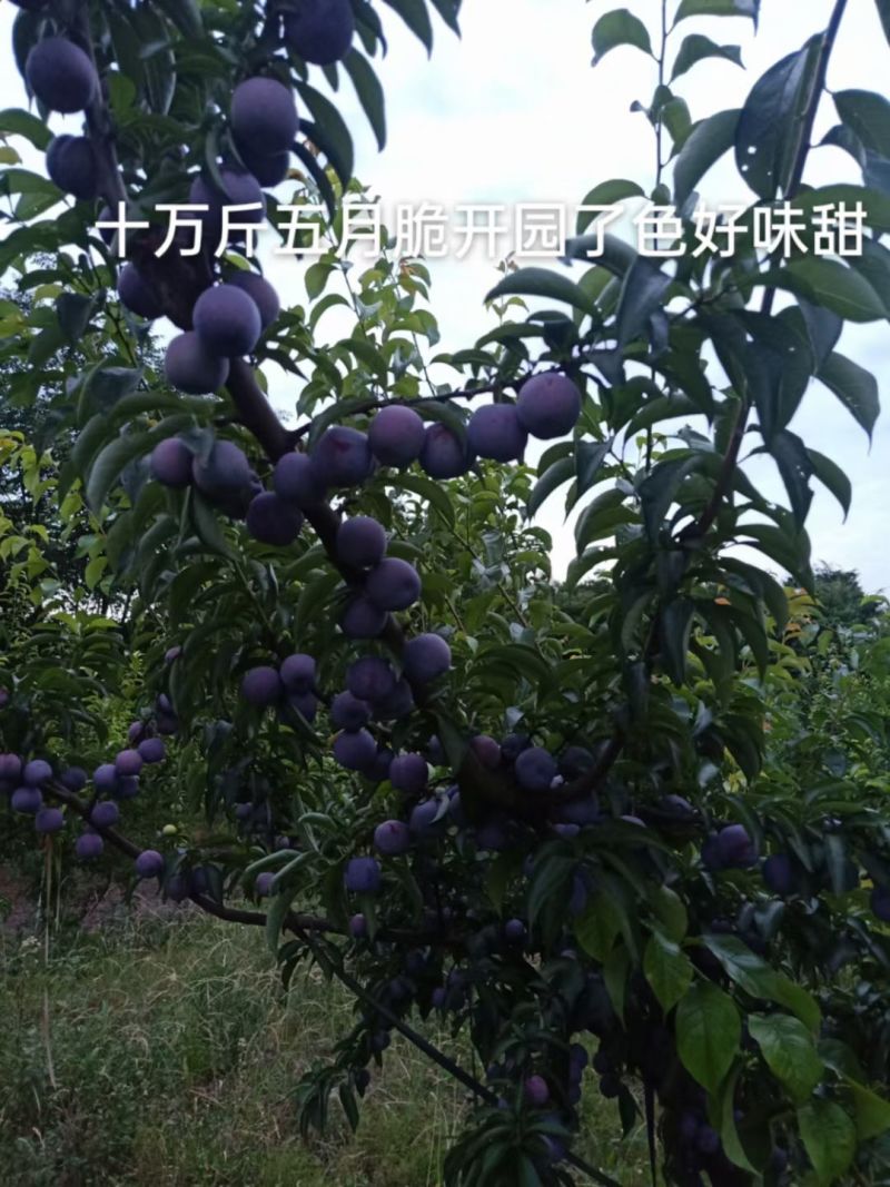 五月脆李子苗