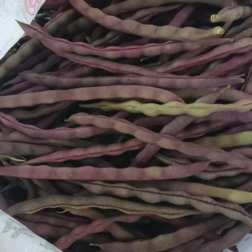 紫豆角量大，成车快，需要的朋友联系我