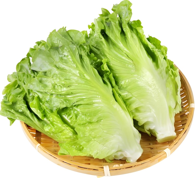 精品生菜苗，穴盘苗，带土发货，现挖现发，不伤根须对接电