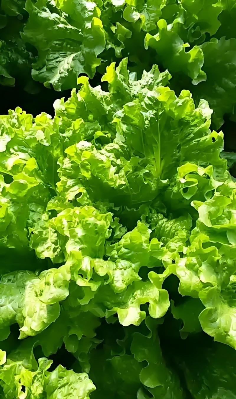 精品生菜苗，穴盘苗，带土发货，现挖现发，不伤根须对接电