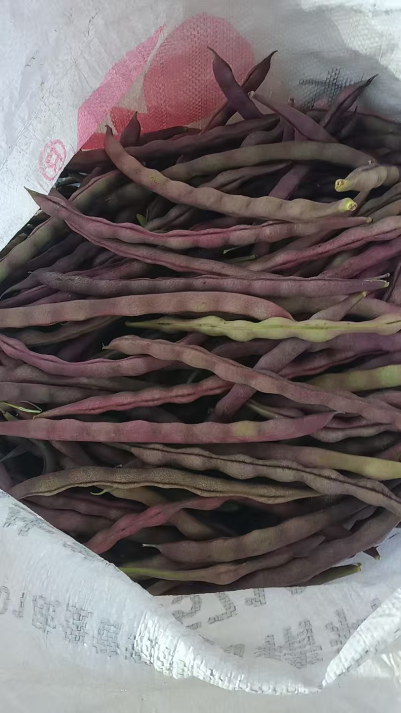 紫豆角量大，成车快，需要的朋友联系我