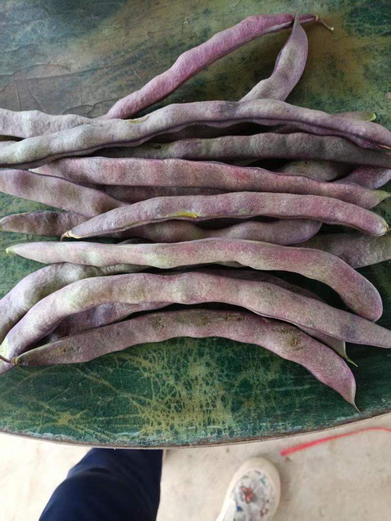 紫豆角量大，成车快，需要的朋友联系我