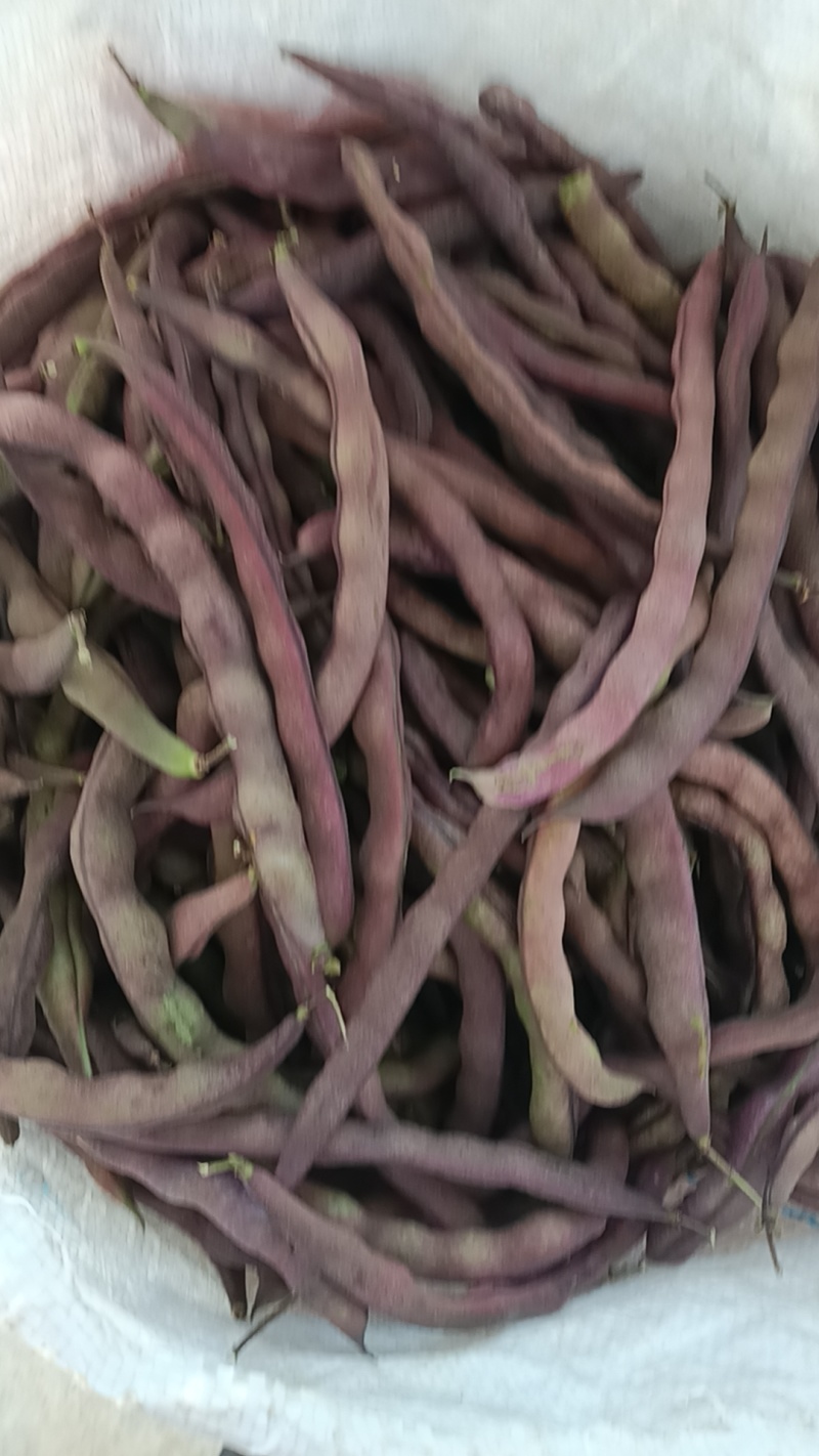 紫豆角量大，成车快，需要的朋友联系我