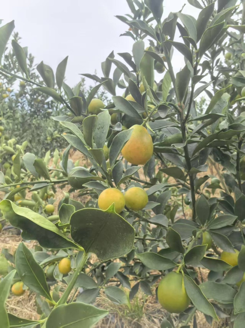 脆蜜金柑大量有货产地直发一手货源口感脆甜