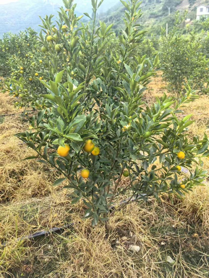 脆蜜金柑大量有货产地直发一手货源口感脆甜