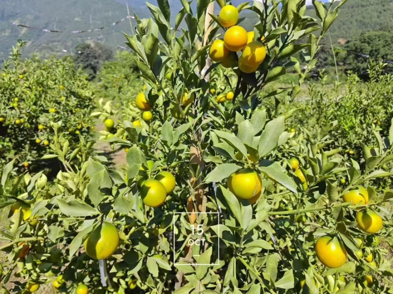 脆蜜金柑大量有货产地直发一手货源口感脆甜
