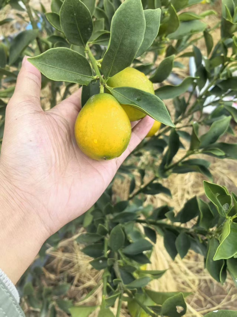 脆蜜金柑大量有货产地直发一手货源口感脆甜