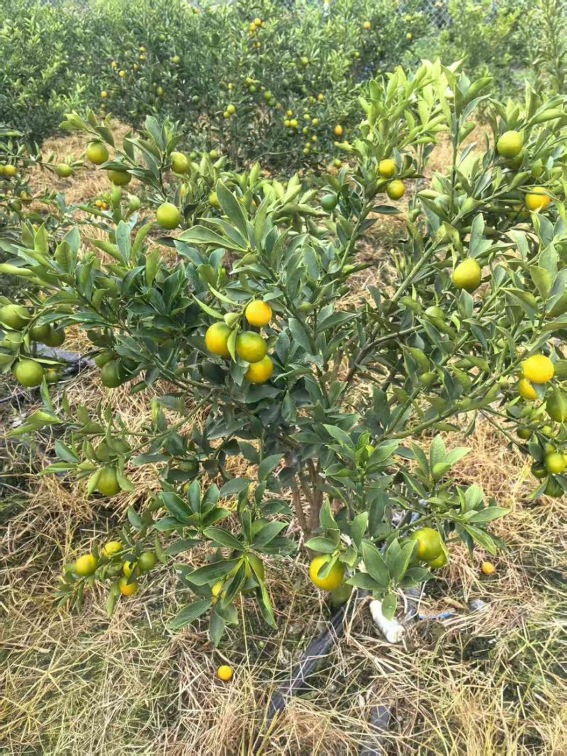 脆蜜金柑大量有货产地直发一手货源口感脆甜