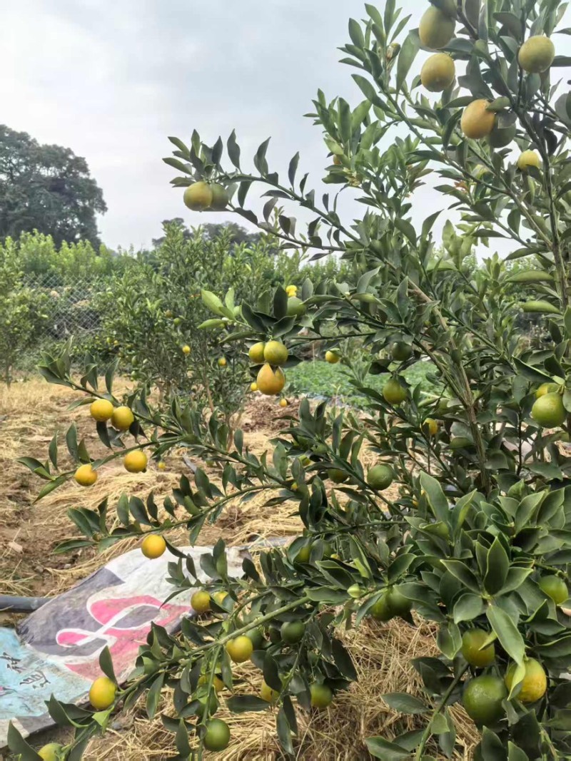 脆蜜金柑大量有货产地直发一手货源口感脆甜