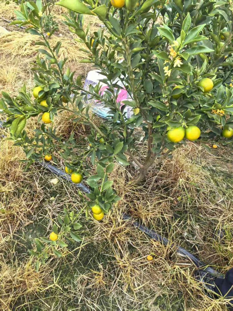 脆蜜金柑大量有货产地直发一手货源口感脆甜