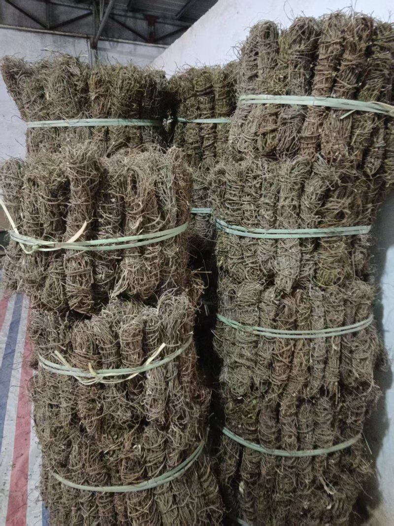 野生鸡骨草