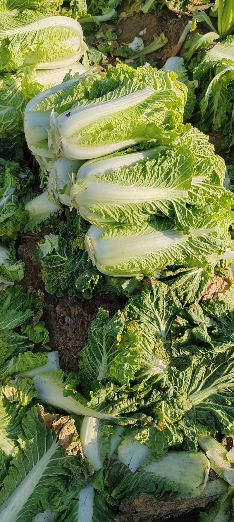 大白菜