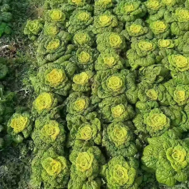 黄心菜/安徽怀远县基地种植大量有货/对接全国采购商