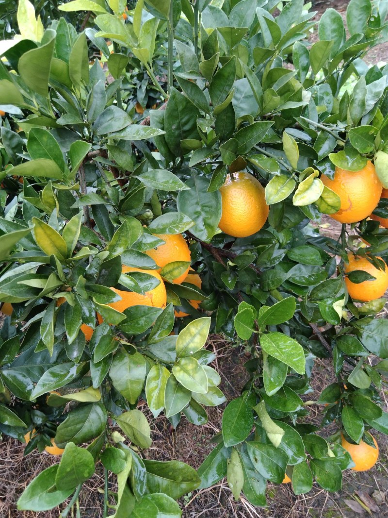 湖北枝江纽荷尔脐橙