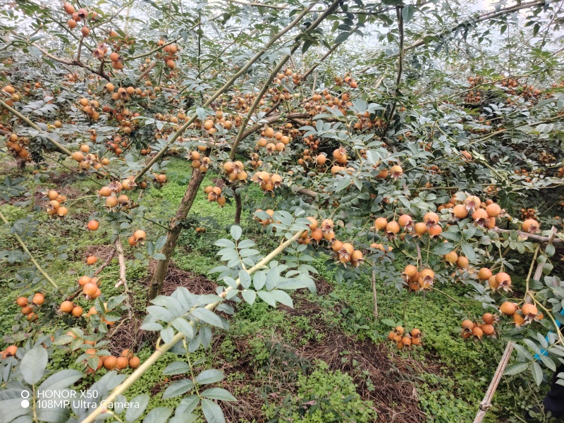 贵州金刺梨【刺梨】诚信经营支持视频看货，可发往全国市场