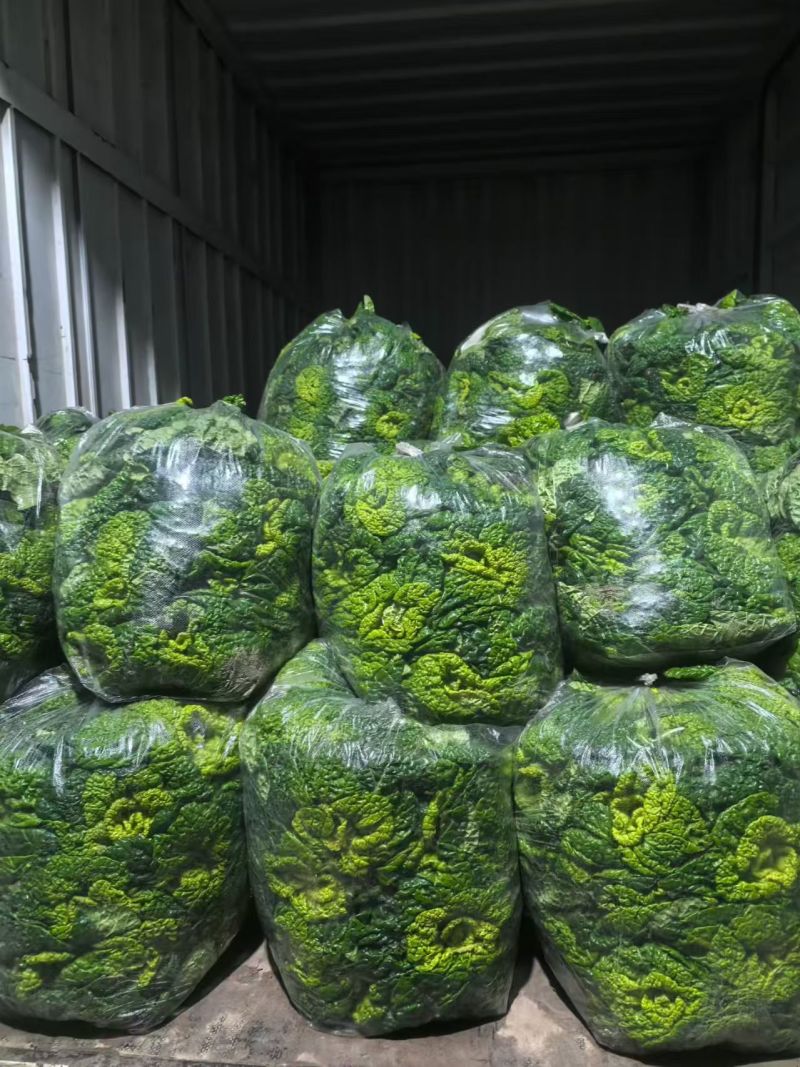 黄心菜/安徽怀远县基地种植大量有货/对接全国采购商