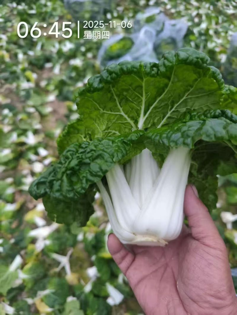 黄心菜/安徽怀远县基地种植大量有货/对接全国采购商