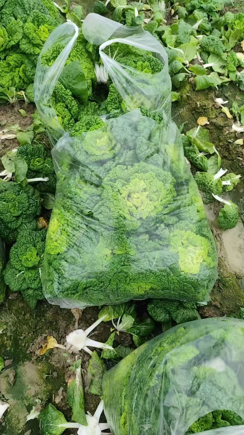 黄心菜/安徽怀远县基地种植大量有货/对接全国采购商