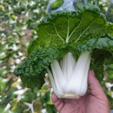 黄心菜/安徽怀远县基地种植大量有货/对接全国采购商