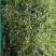 香椿苗净菜品质保证价格美丽欢迎联系一手货源