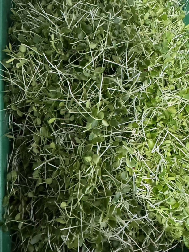 香椿苗净菜品质保证价格美丽欢迎联系一手货源