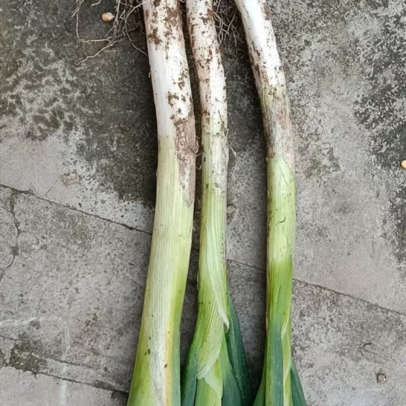 新鲜上市的大葱