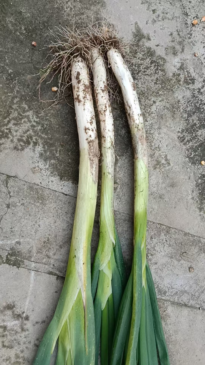新鲜上市的大葱