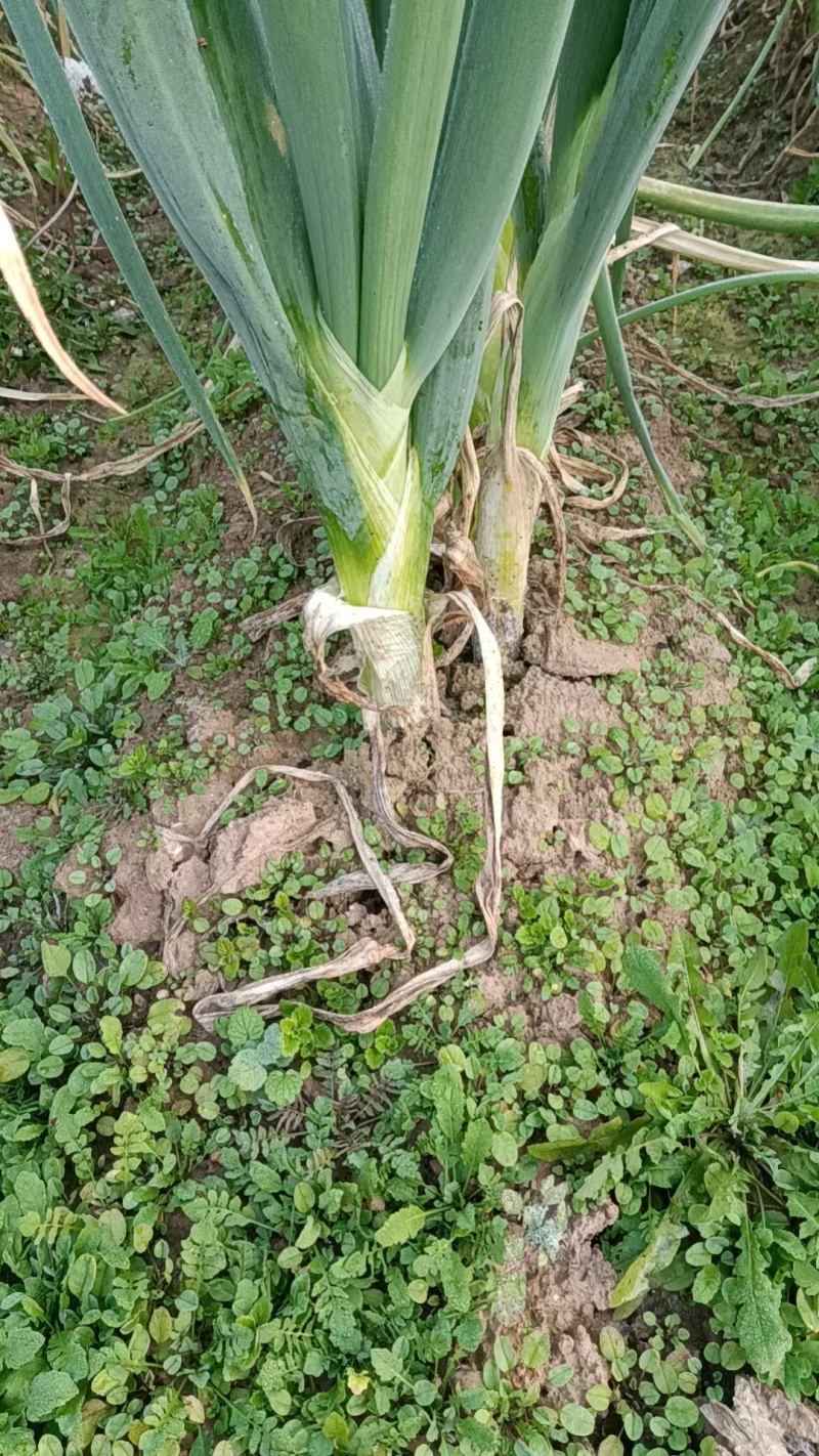 新鲜上市的大葱