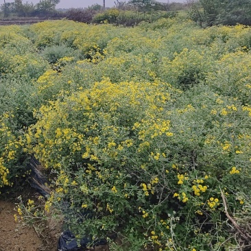 今年新货高含量野菊花