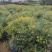 今年新货高含量野菊花