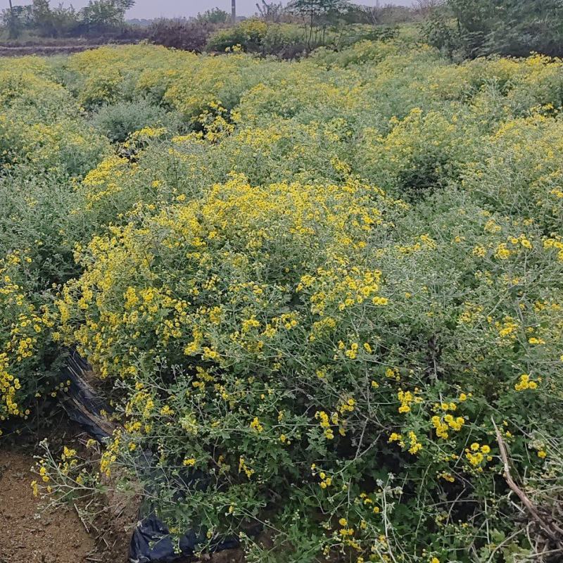 今年新货高含量野菊花