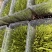 豌豆苗品质保证服务周到大量有货欢迎联系
