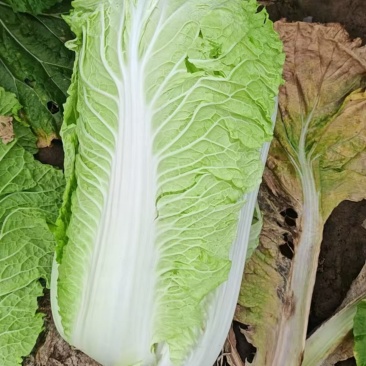 产地直销河北黄心大白菜海量货源