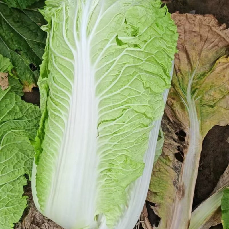产地直销河北黄心大白菜海量货源