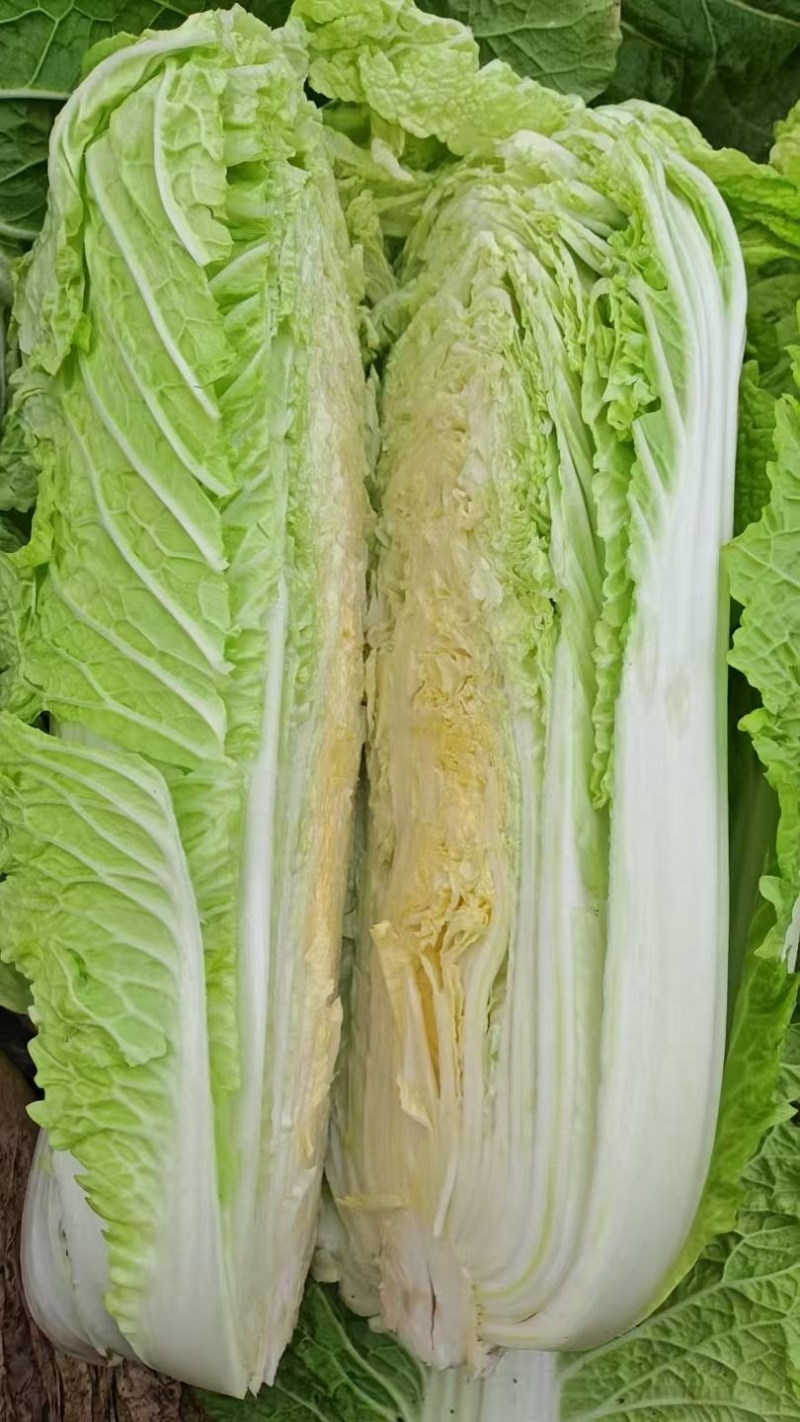 产地直销河北黄心大白菜海量货源