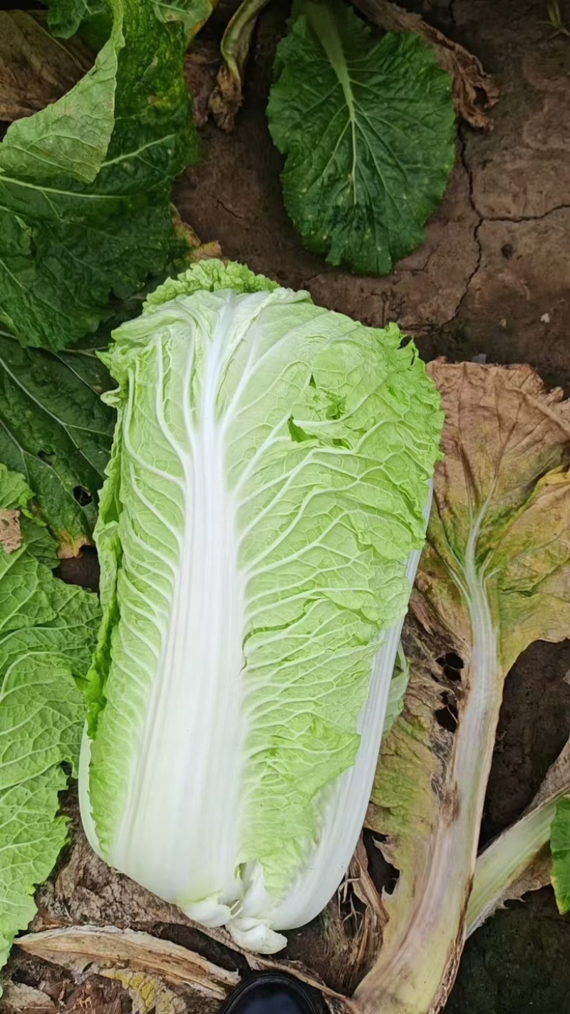 产地直销河北黄心大白菜海量货源