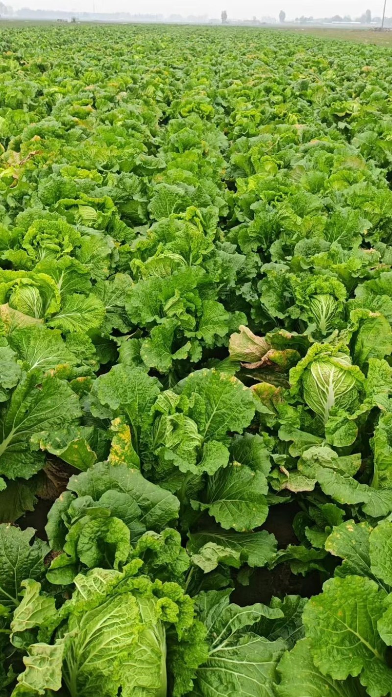 产地直销河北黄心大白菜海量货源