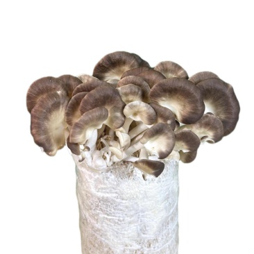 广东本地食用菌干货/秀珍菇/量大价优/可视频看货
