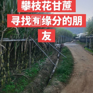 米易青皮甘蔗