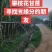 米易青皮甘蔗