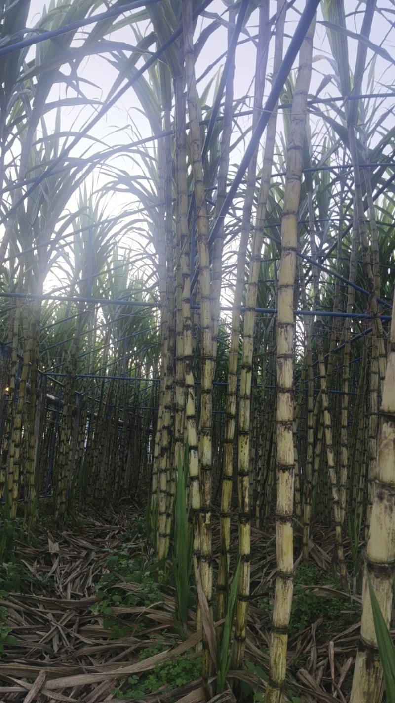 米易青皮甘蔗